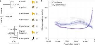 Attēlu rezultāti vaicājumam “Diderma cingulatum plasmodium”