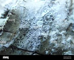 Attēlu rezultāti vaicājumam “Alyxoria varia”