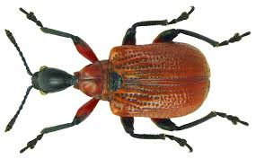 Attēlu rezultāti vaicājumam “Apoderus coryli”