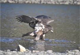 Attēlu rezultāti vaicājumam “Accipiter gentilis”