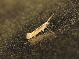 Attēlu rezultāti vaicājumam “Plutella xylostella”