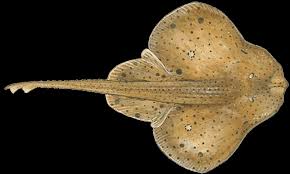 Image result for Dipturus laevis