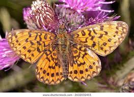 Attēlu rezultāti vaicājumam “Clossiana euphrosyne upperside”