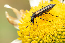 Attēlu rezultāti vaicājumam “Oedemera femorata”