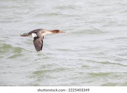 Attēlu rezultāti vaicājumam “Mergus serrator female”