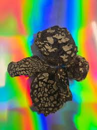 Attēlu rezultāti vaicājumam “Amanita regalis”