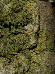 Attēlu rezultāti vaicājumam “Coenogonium pineti”