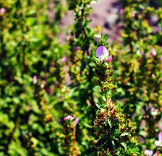 Attēlu rezultāti vaicājumam “Ononis arvensis flower”