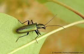Attēlu rezultāti vaicājumam “Chrysanthia viridissima”