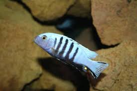 Risultati immagini per cynotilapia pulpican