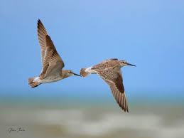 Image result for Calidris tenuirostris