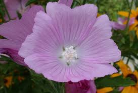 Image result for Malva alcea