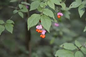 Attēlu rezultāti vaicājumam “Euonymus verrucosus fruit”