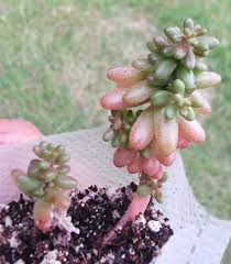 Attēlu rezultāti vaicājumam “Sedum album leaf”