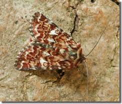 Attēlu rezultāti vaicājumam “Anarta myrtilli”