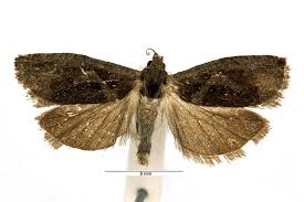 Attēlu rezultāti vaicājumam “Epiblema grandaevana”