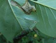 Attēlu rezultāti vaicājumam “Gracillaria syringella larva”