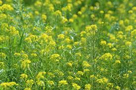 Attēlu rezultāti vaicājumam “Sinapis alba leaf”