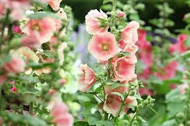 Attēlu rezultāti vaicājumam “Alcea rosea flower”