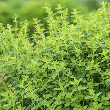 Image result for Oregano