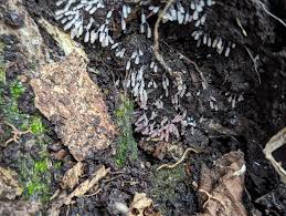 Attēlu rezultāti vaicājumam “Stemonitopsis typhina young”