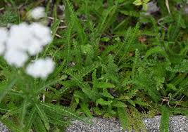 Attēlu rezultāti vaicājumam “Achillea millefolium bud”