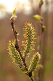 Attēlu rezultāti vaicājumam “Salix myrsinifolia male flower”