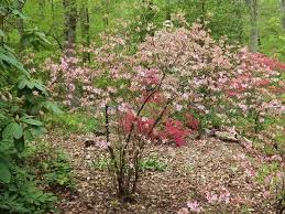 Attēlu rezultāti vaicājumam “Rhododendron periclymenoides flower”
