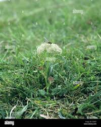 Attēlu rezultāti vaicājumam “Libanotis montana leaf”