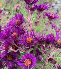 Image result for Aster novae-angliae