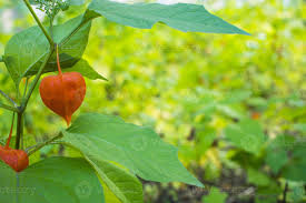 Attēlu rezultāti vaicājumam “Physalis alkekengi leaf”