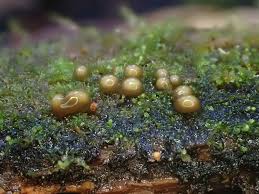 Attēlu rezultāti vaicājumam “Colloderma oculatum plasmodium”