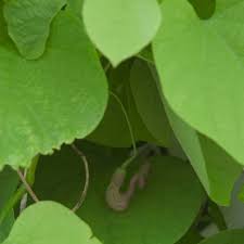 Attēlu rezultāti vaicājumam “Aristolochia durior flower”