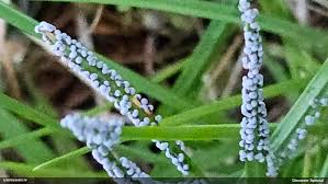 Attēlu rezultāti vaicājumam “Badhamia foliicola sessile”