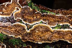 Attēlu rezultāti vaicājumam “Cylindrobasidium evolvens”