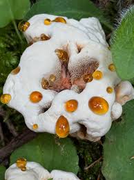 Attēlu rezultāti vaicājumam “Hydnellum ferrugineum”