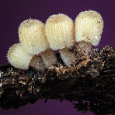 Attēlu rezultāti vaicājumam “Metatrichia vesparia spores”