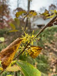 Attēlu rezultāti vaicājumam “Hamamelis virginiana flower”