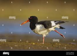 Attēlu rezultāti vaicājumam “Haematopus ostralegus”