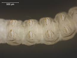 Attēlu rezultāti vaicājumam “Nymphula nitidulata”