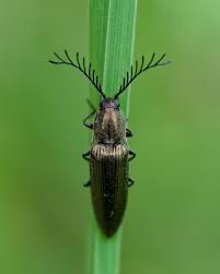 Attēlu rezultāti vaicājumam “Ctenicera pectinicornis male”