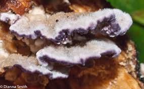 Attēlu rezultāti vaicājumam “Hemitrichia lutescens macro”