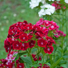 Image result for Dianthus barbatus
