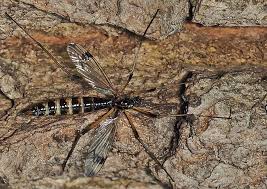 Attēlu rezultāti vaicājumam “Dictenidia bimaculata male”