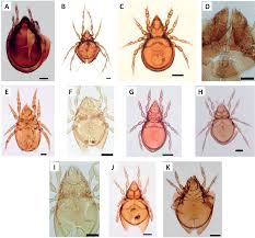 Attēlu rezultāti vaicājumam “Belbodamaeus sp.”