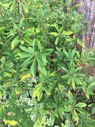 Attēlu rezultāti vaicājumam “Daphne mezereum leaf”