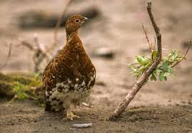 Image result for Lagopus lagopus