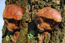 Attēlu rezultāti vaicājumam “Phellinus robustus”