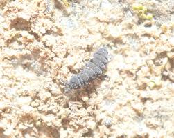 Attēlu rezultāti vaicājumam “Hypogastrura sp.”