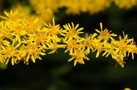 Attēlu rezultāti vaicājumam “Solidago virgaurea flower”
